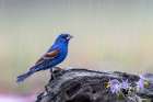 Male Blue grosbeak in the rain-Rio Grande Valley-Texas Art Print